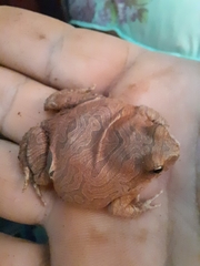 Physalaemus nattereri