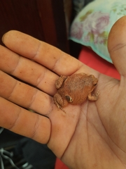 Physalaemus nattereri