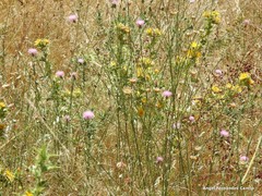 Mantisalca salmantica