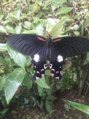 Papilio alcmenor