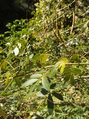 Senna pendula glabrata