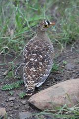 Pterocles bicinctus multicolor