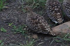 Pterocles bicinctus multicolor
