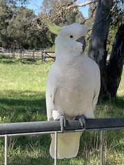 Cacatua galerita galerita