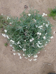 Achillea salicifolia