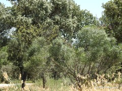 Phillyrea angustifolia