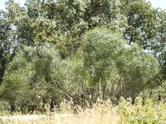 Phillyrea angustifolia