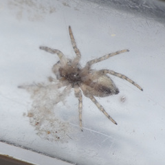 Tusitala