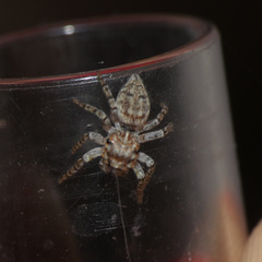 Tusitala