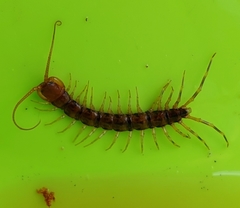 Lithobius variegatus rubriceps