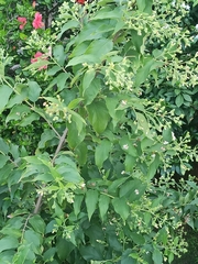Nyctanthes arbor-tristis