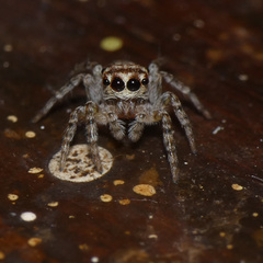 Tusitala