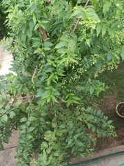 Nyctanthes arbor-tristis