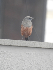 Monticola solitarius