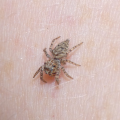Tusitala