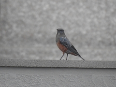 Monticola solitarius