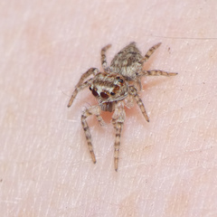 Tusitala