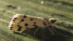Eustixia pupula