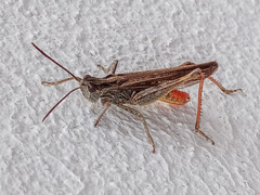 Chorthippus mollis ignifer