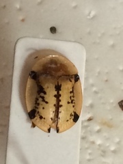 Aspidimorpha sternalis