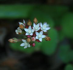 Crassula pellucida marginalis