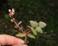 Crassula pellucida marginalis
