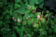 Crassula pellucida marginalis