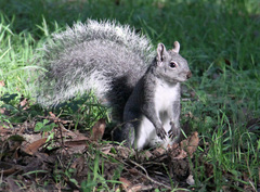 Western Gray Squirrel photo 2