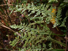 Asplenium wilfordii