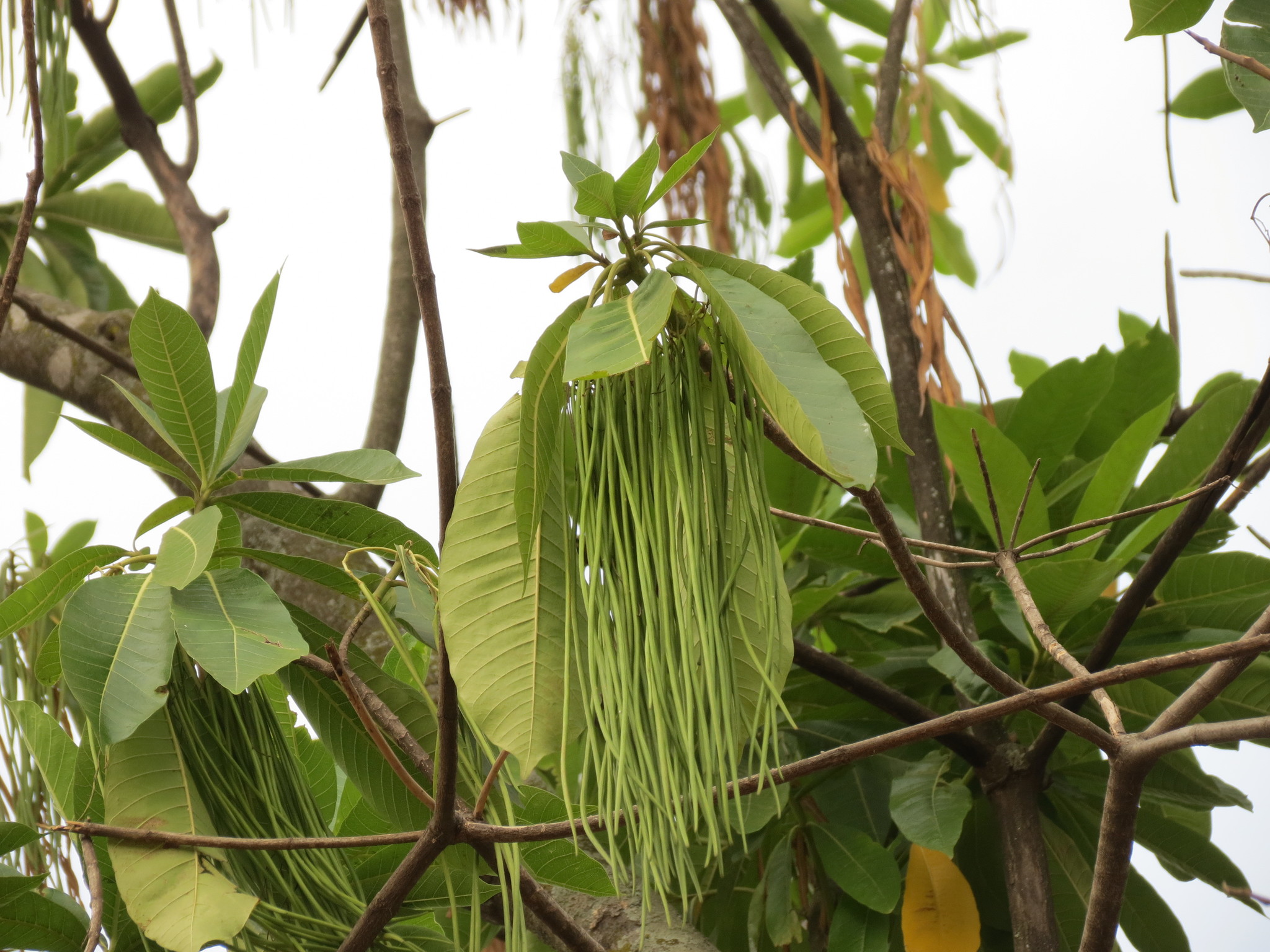 Alstonia macrophylla