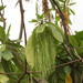 Alstonia macrophylla - Photo Sem direitos reservados, uploaded by Ajit Ampalakkad