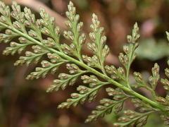 Asplenium wilfordii