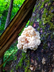 Hericium alpestre