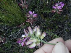 Polygala pubiflora