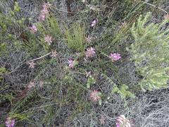 Polygala pubiflora