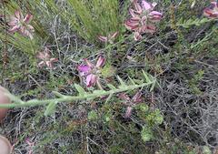 Polygala pubiflora