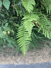 Dryopteris affinis