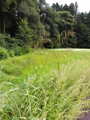 Spodiopogon cotulifer