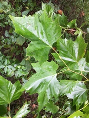 Platanus