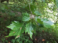 Platanus