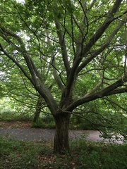 Platanus