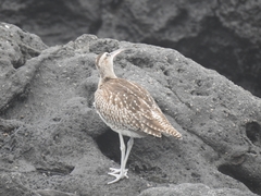 Numenius phaeopus