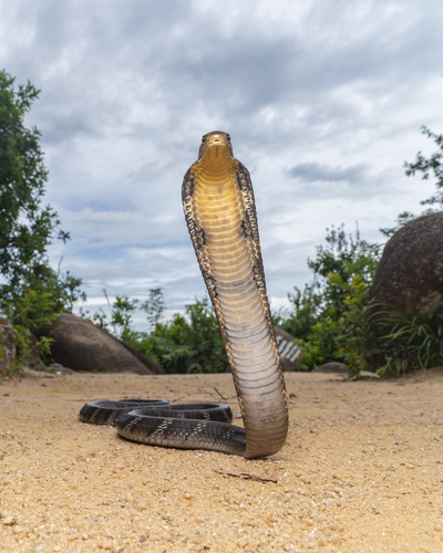 Hamadryad, Ophiophagus hannah