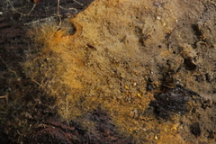 Tomentella ferruginea