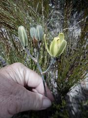 Albuca longipes