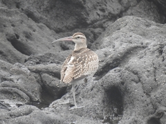 Numenius phaeopus