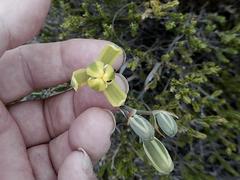Albuca longipes