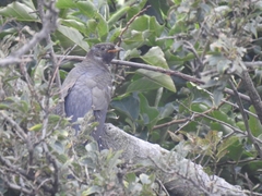Cuculus poliocephalus