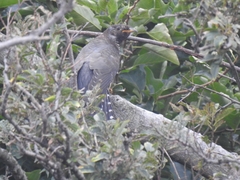 Cuculus poliocephalus