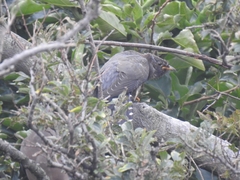 Cuculus poliocephalus